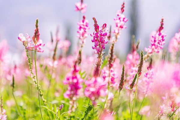 Wilson, Emily M. 아티스트의 Sarytag-Sughd Province-Tajikistan Field of pink wildflowers in sunshine작품입니다.